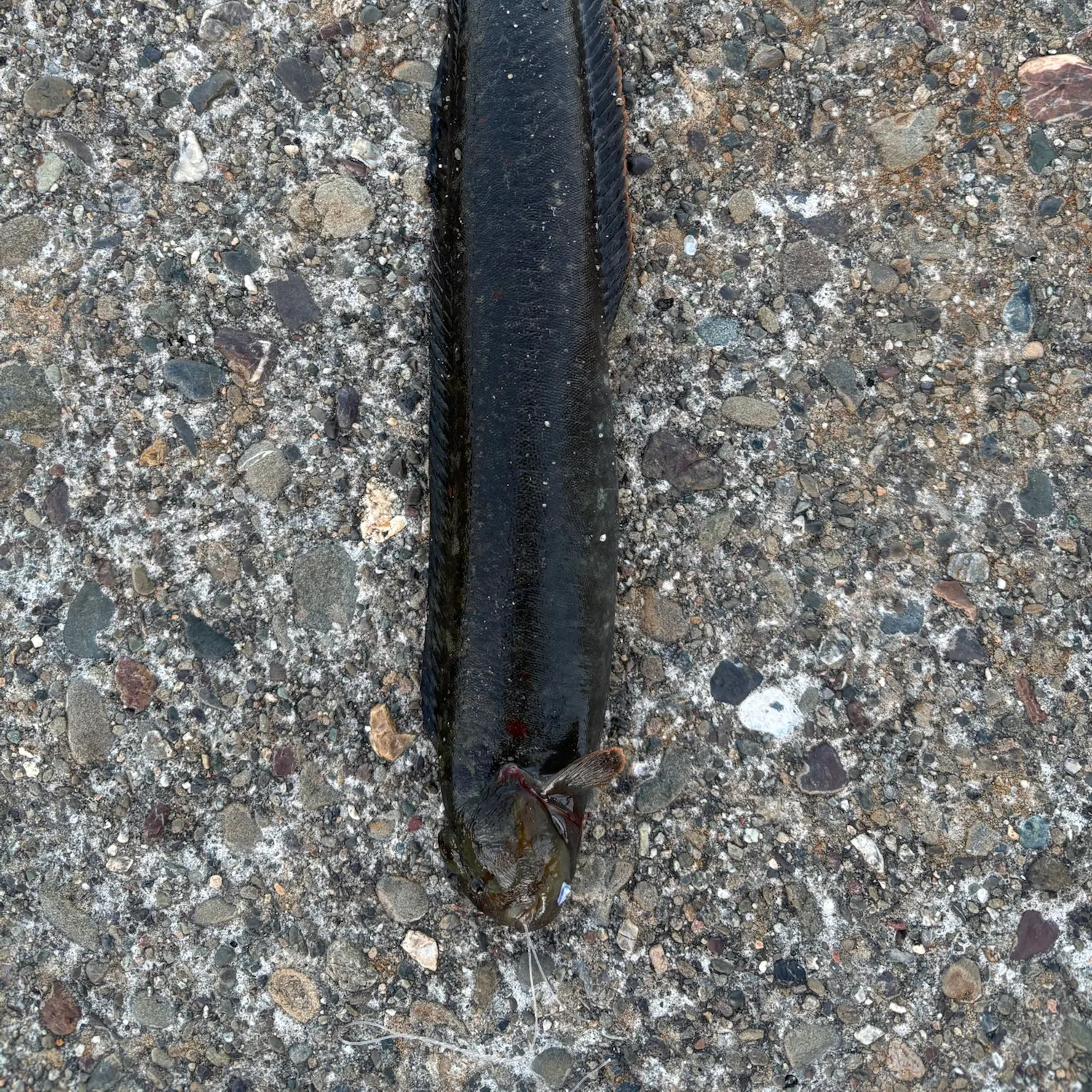 The most recent Monkeyface prickleback catches on Fishbrain