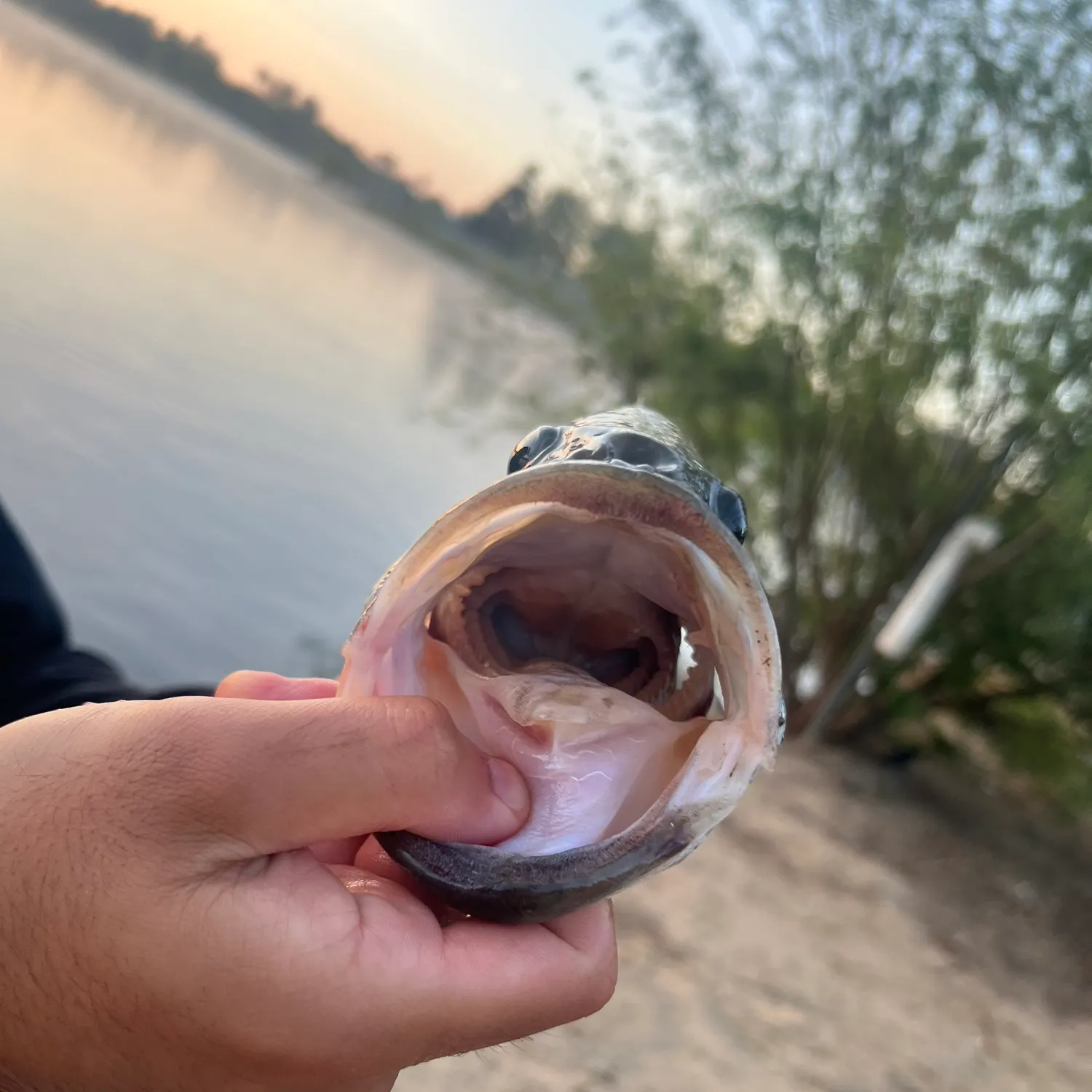 The most recent Southern calamari catches on Fishbrain