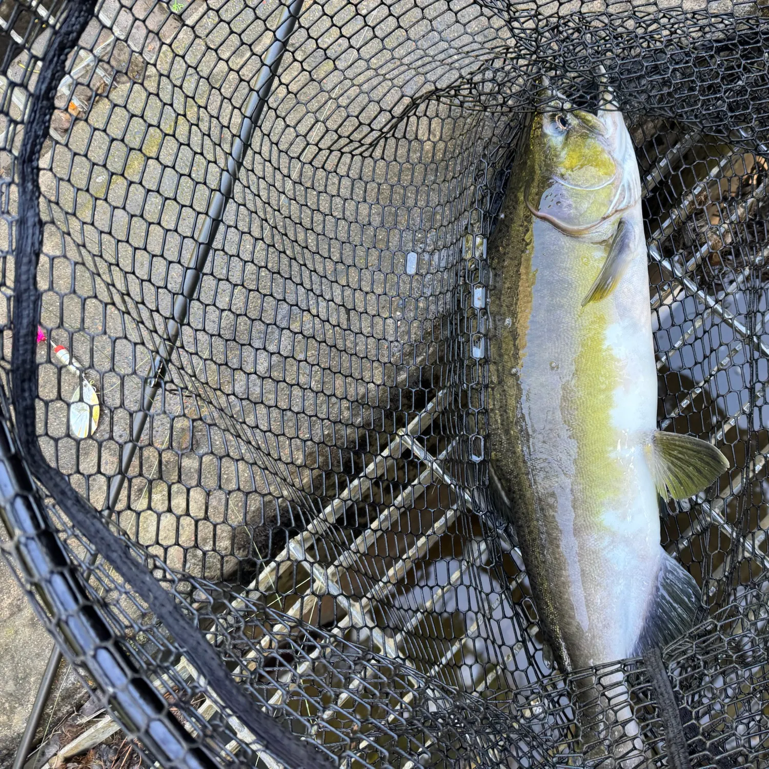Pink salmon caught on Fishbrain