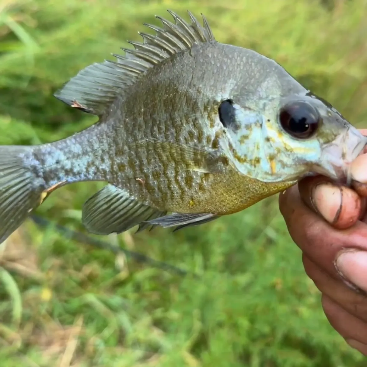 The most recent Dollar sunfish catches on Fishbrain