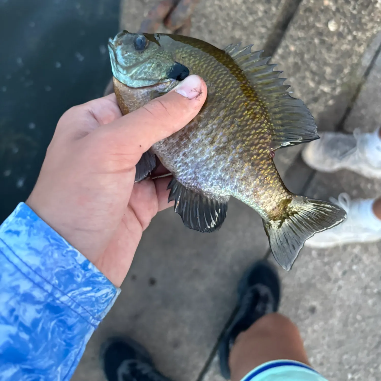 Bluegill caught on Fishbrain