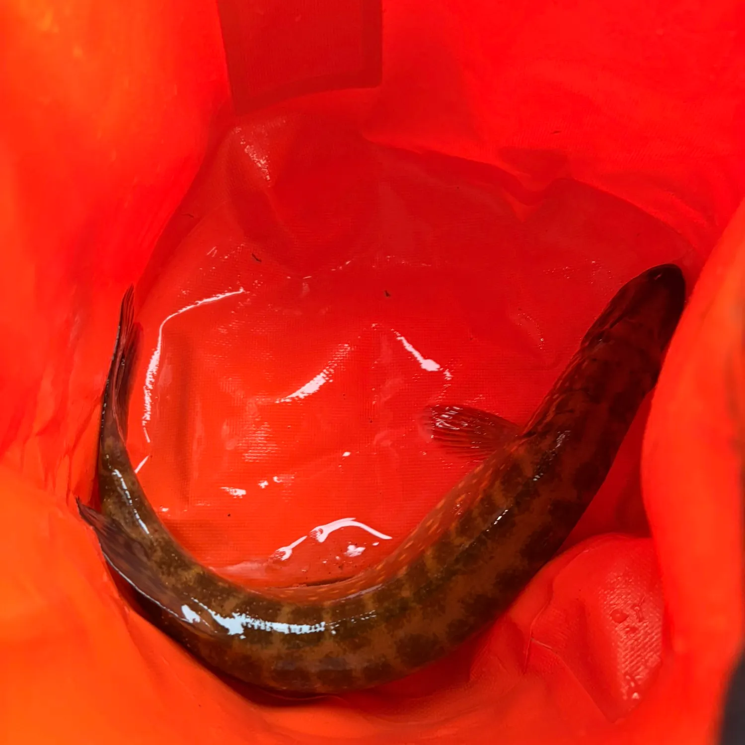 Northern pike caught on Fishbrain