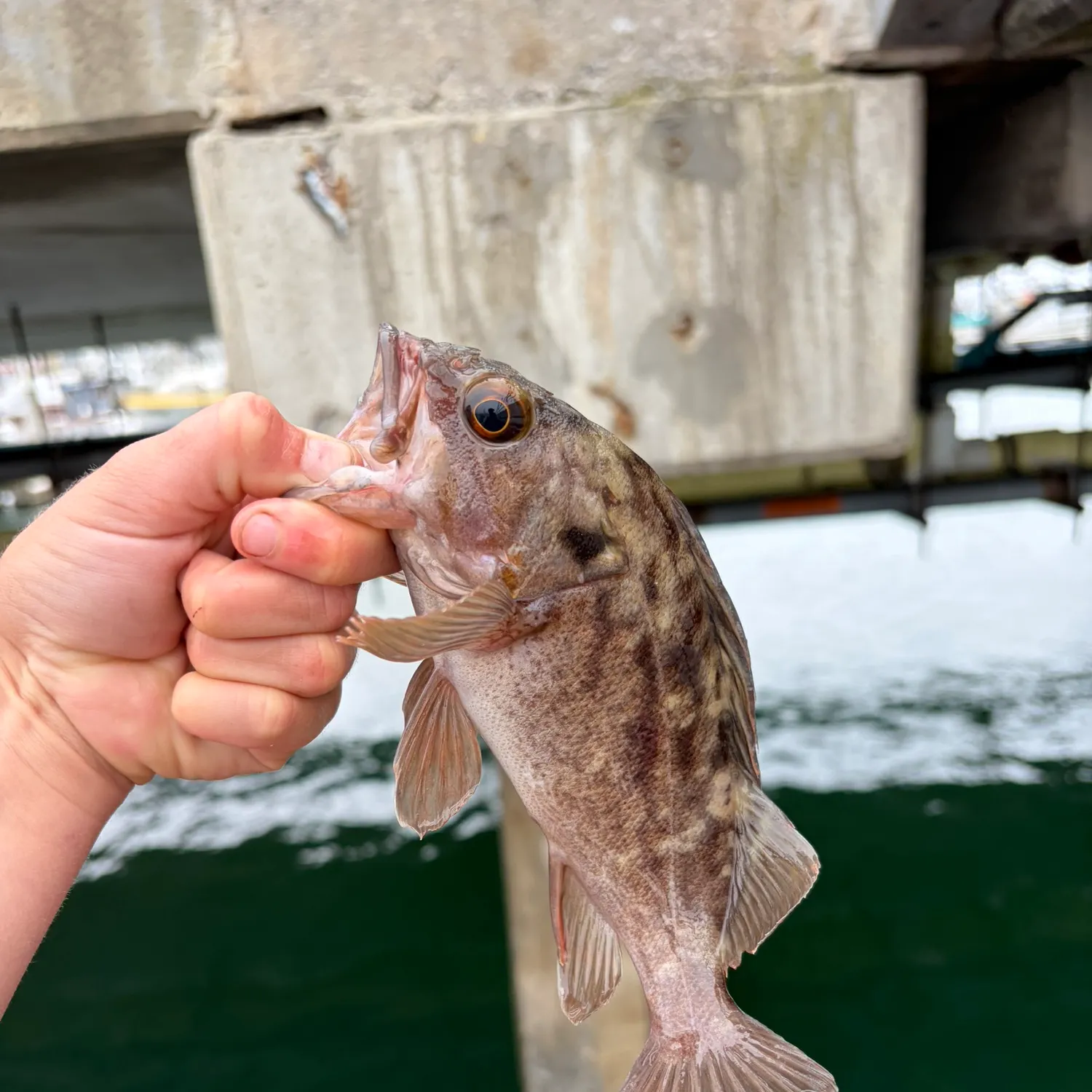 The most recent Gopher rockfish catches on Fishbrain