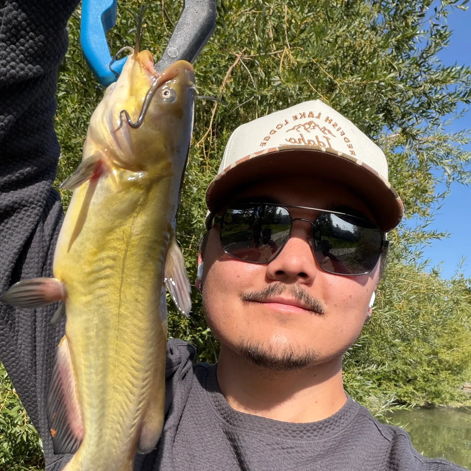 Yellow bullhead caught on Fishbrain