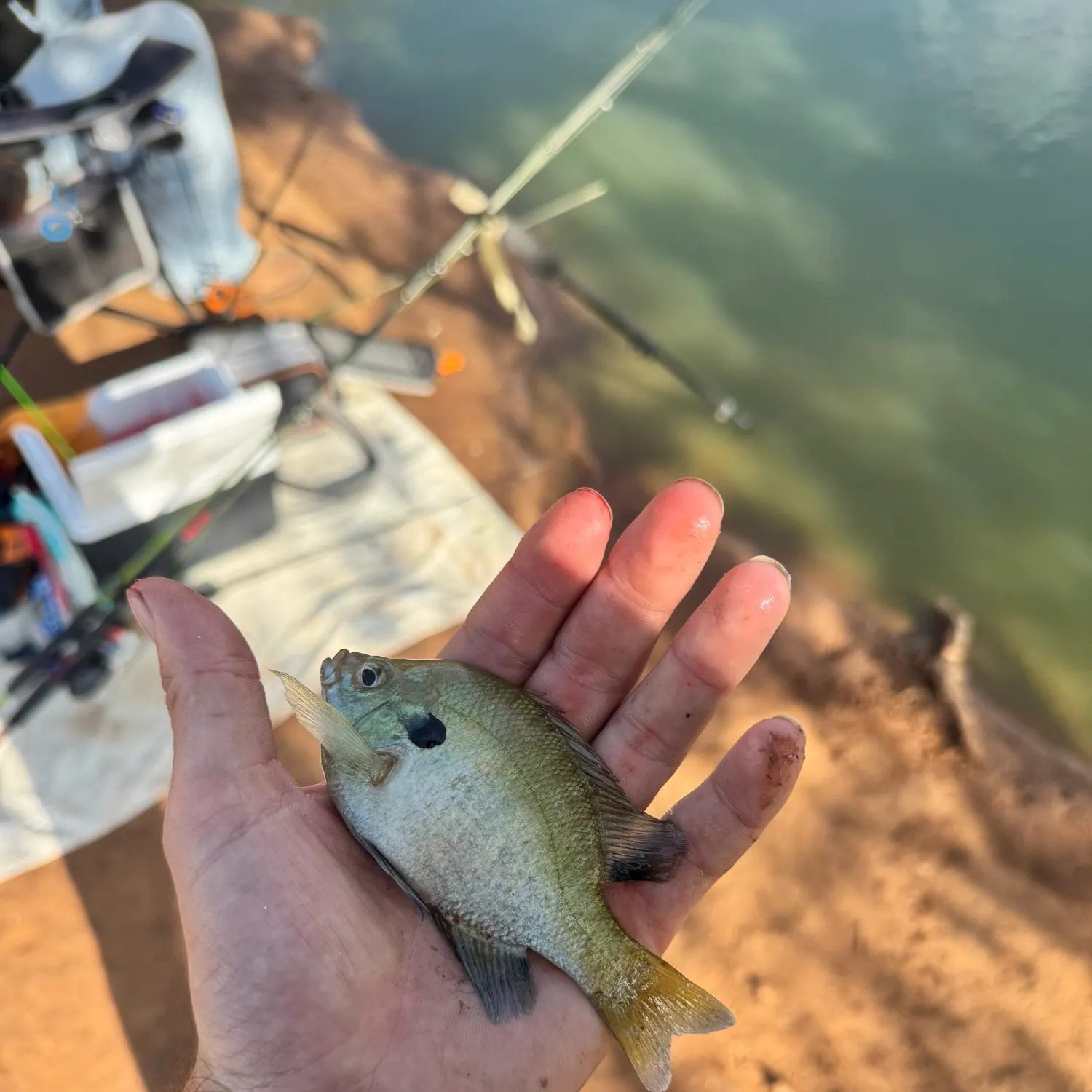 Bluegill caught on Fishbrain