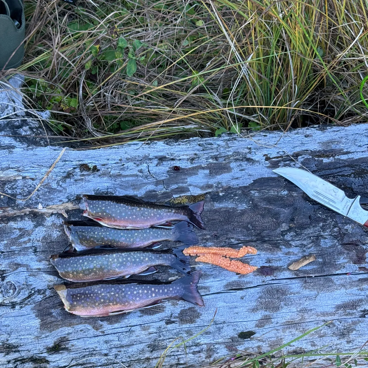 recently logged catches