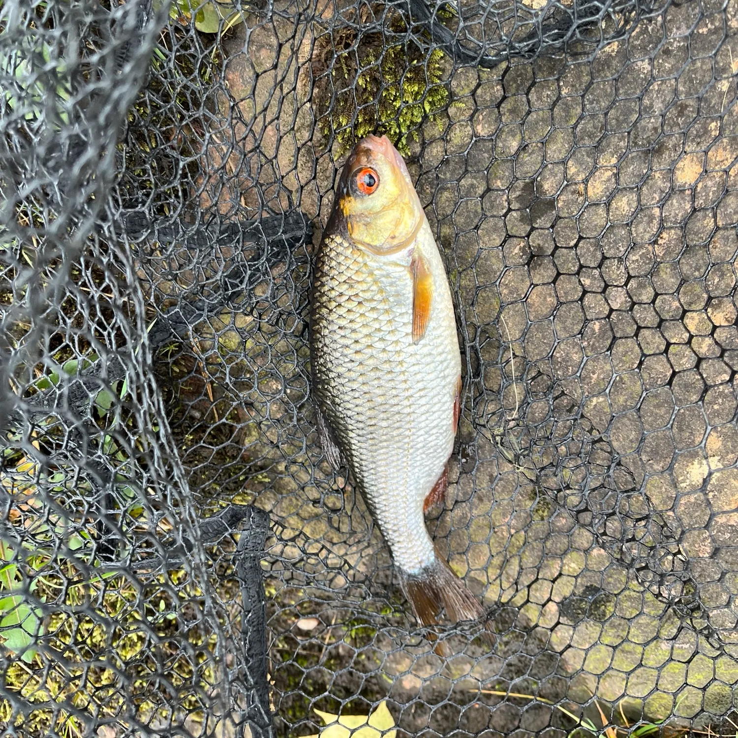 Common roach caught on Fishbrain