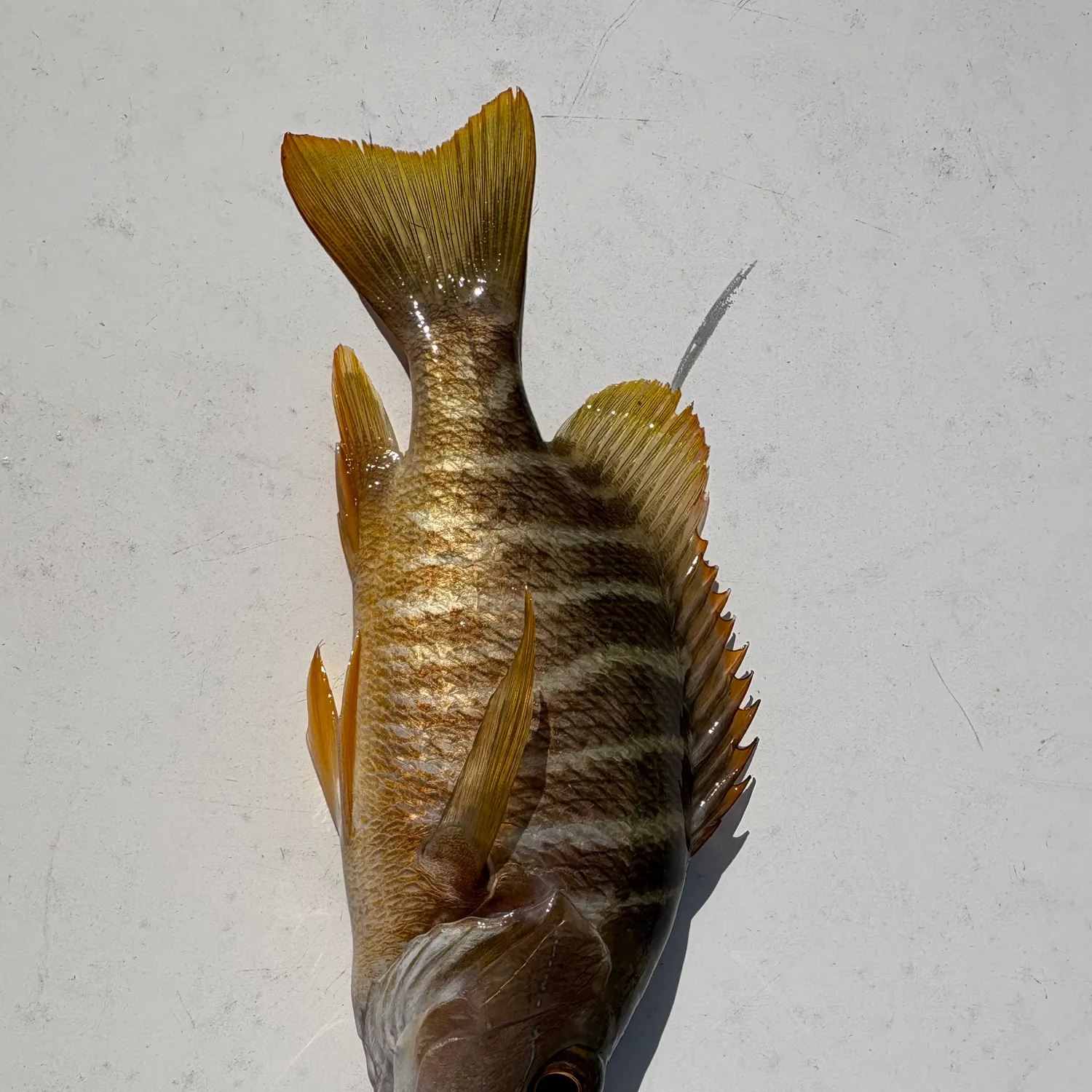 The most recent Schoolmaster snapper catches on Fishbrain