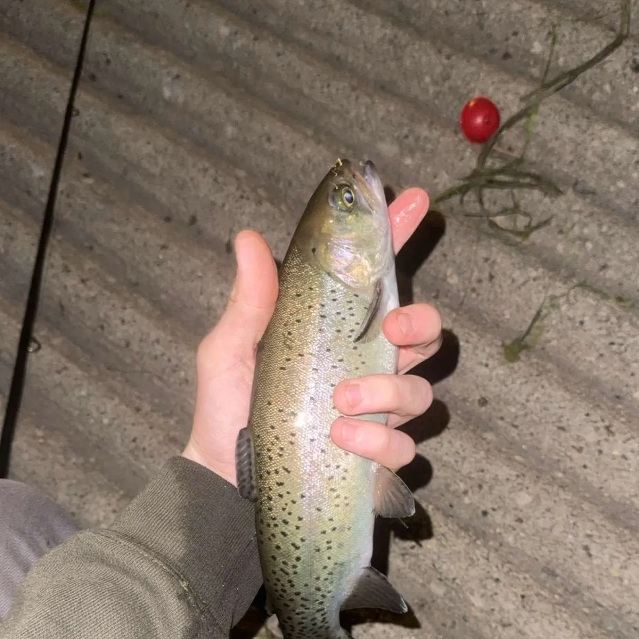 Rainbow trout caught on Fishbrain