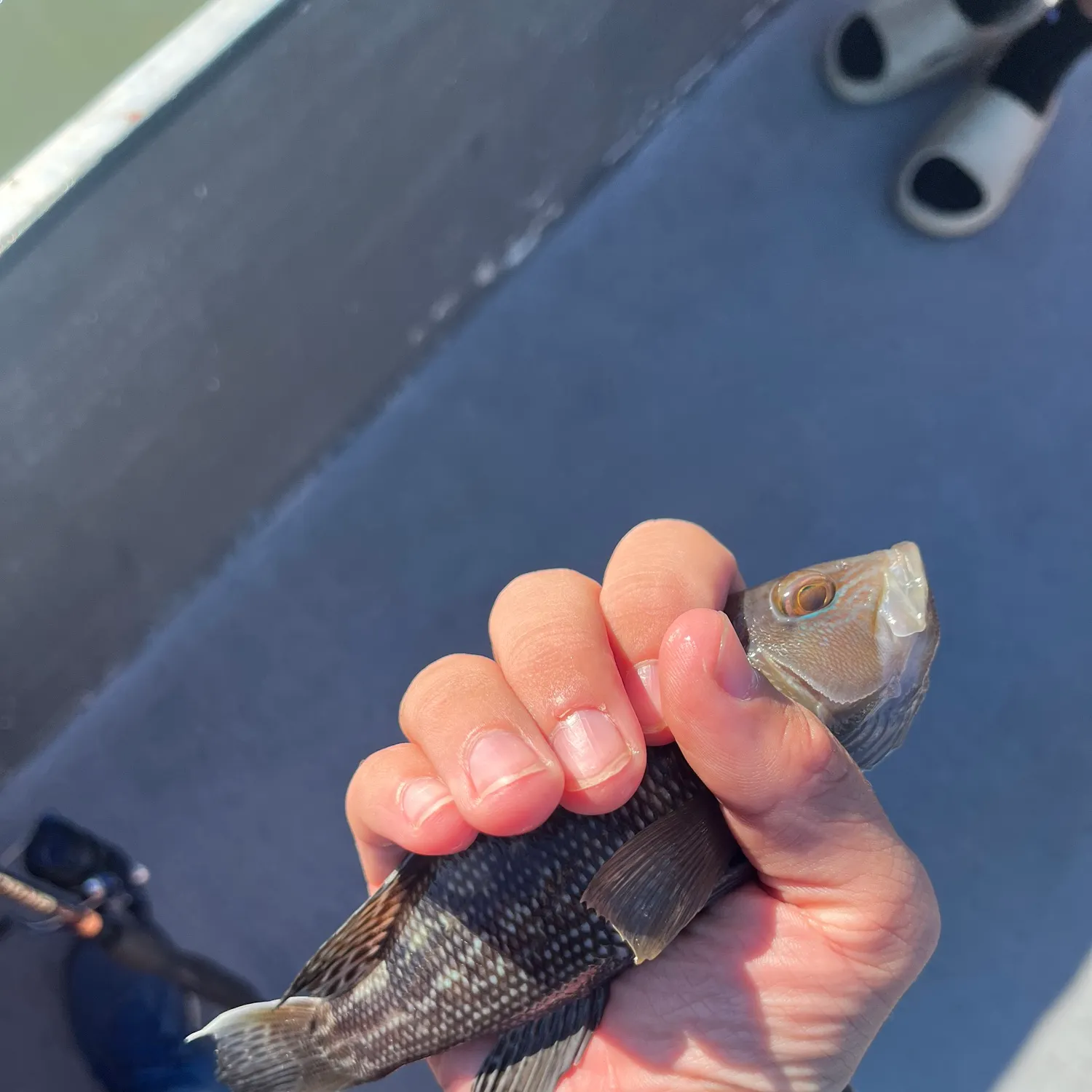 Black sea bass caught on Fishbrain