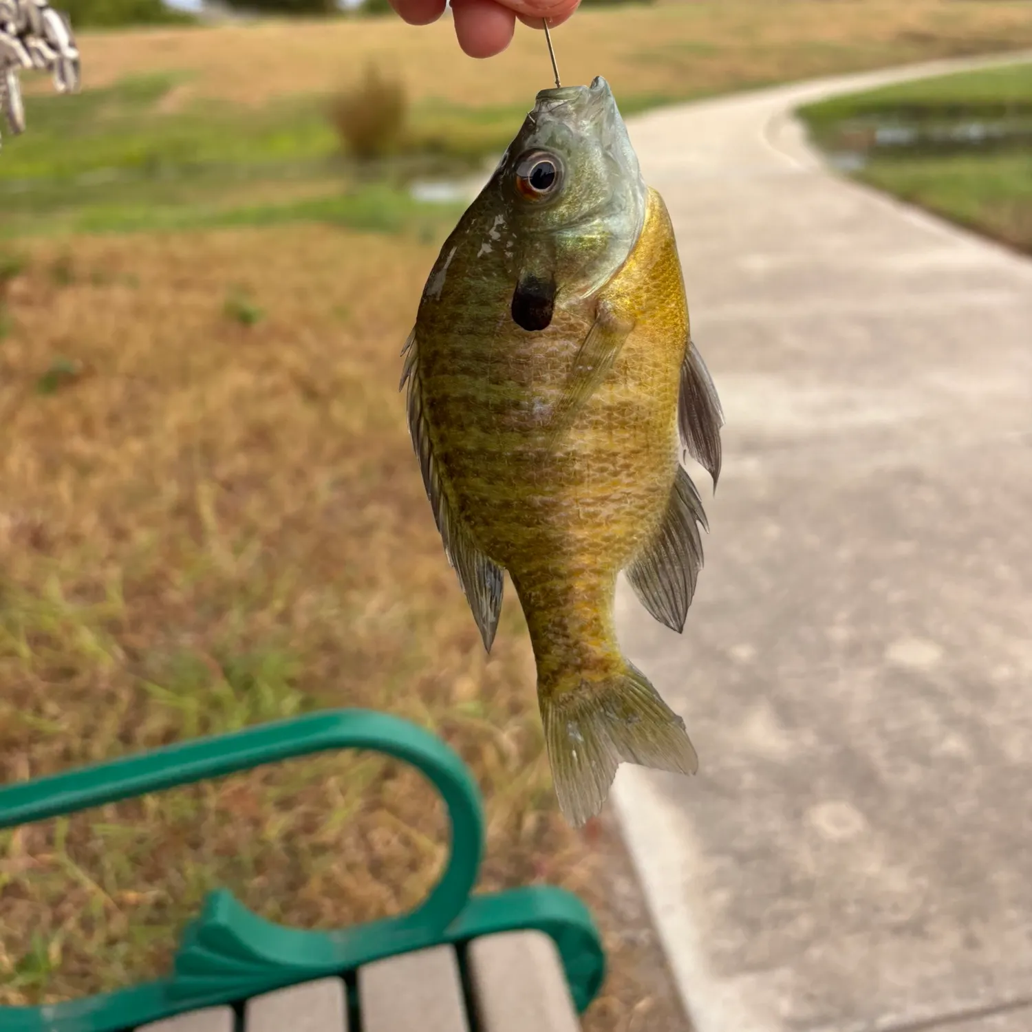 Bluegill caught on Fishbrain