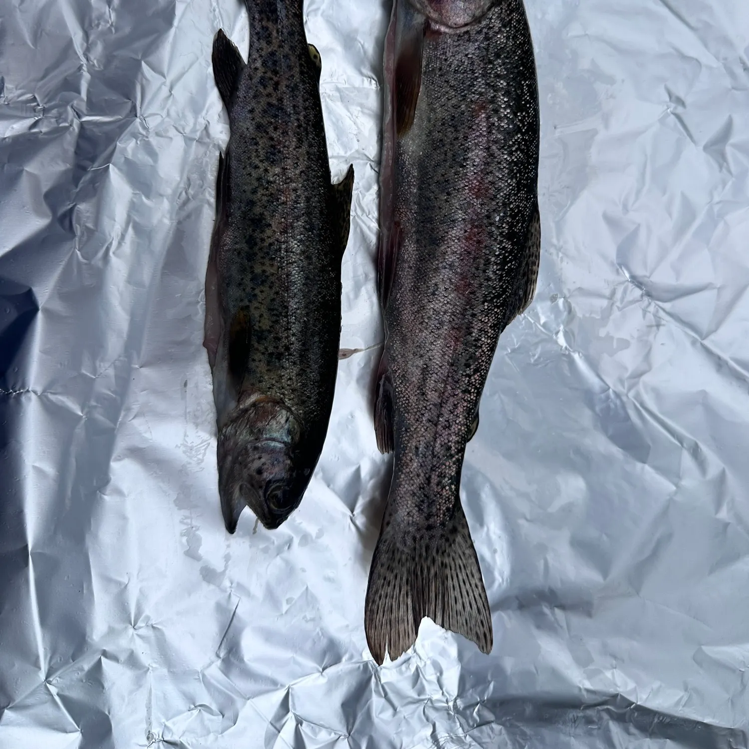 Rainbow trout caught on Fishbrain