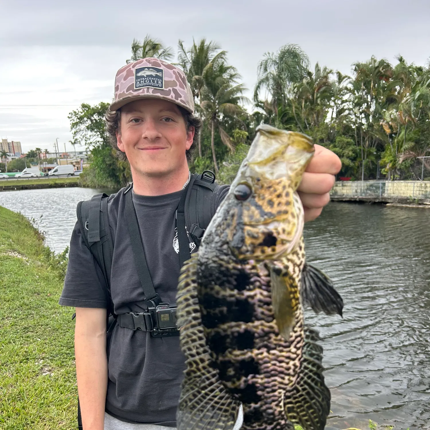 The most recent Jaguar cichlid catches on Fishbrain