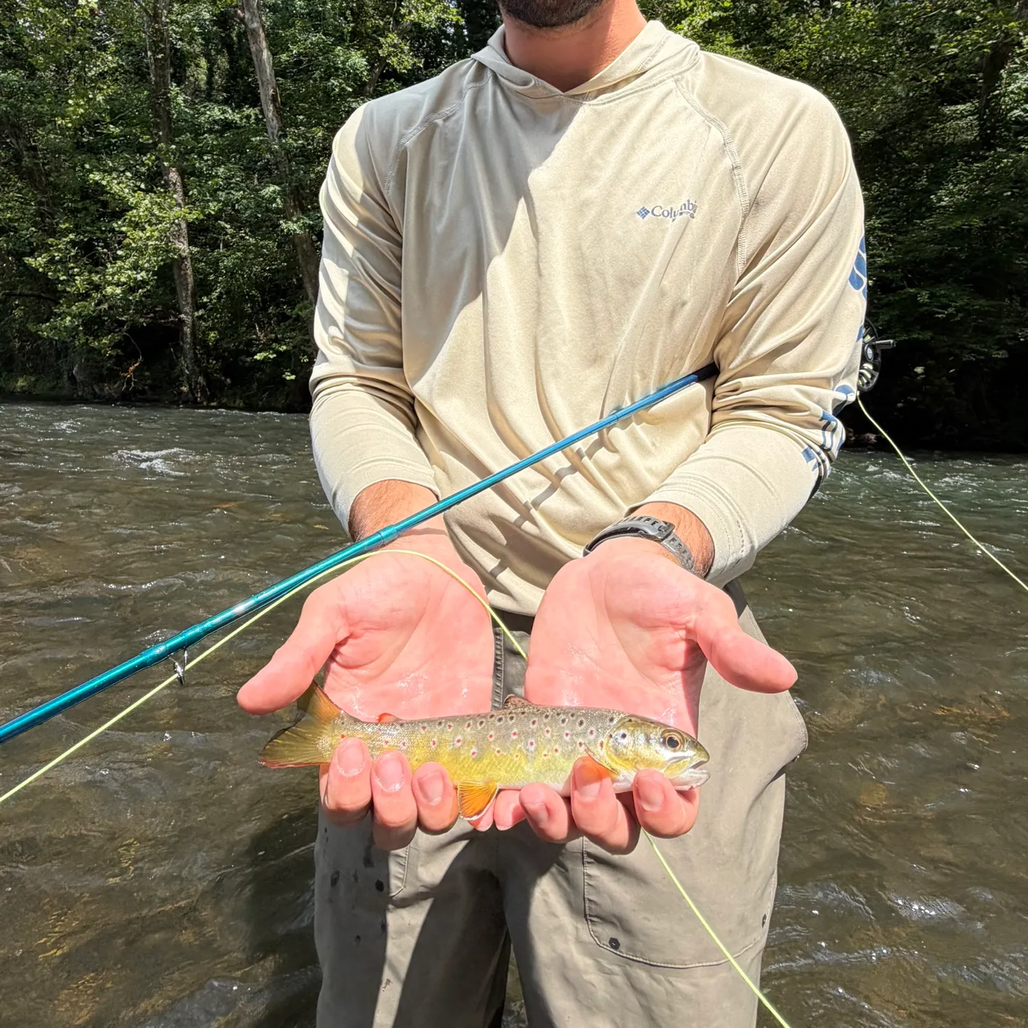Brown trout caught on Fishbrain
