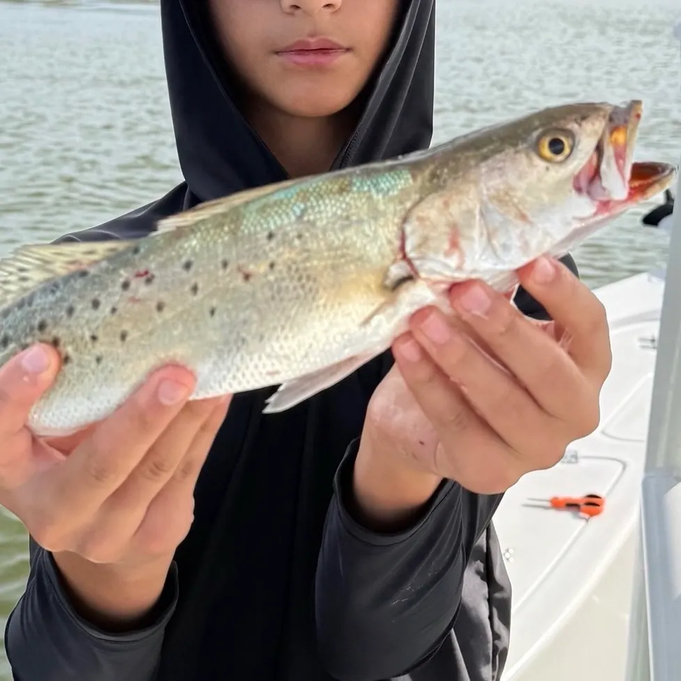 Spotted seatrout caught on Fishbrain