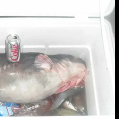 The most recent Blue catfish catches on Fishbrain