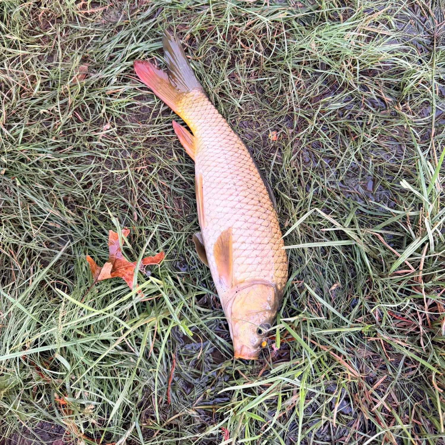 Common carp caught on Fishbrain