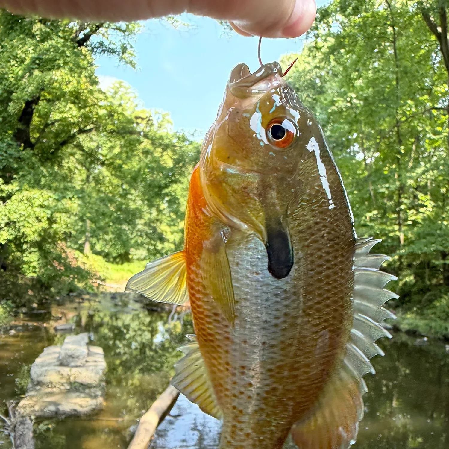 Redbreast sunfish caught on Fishbrain