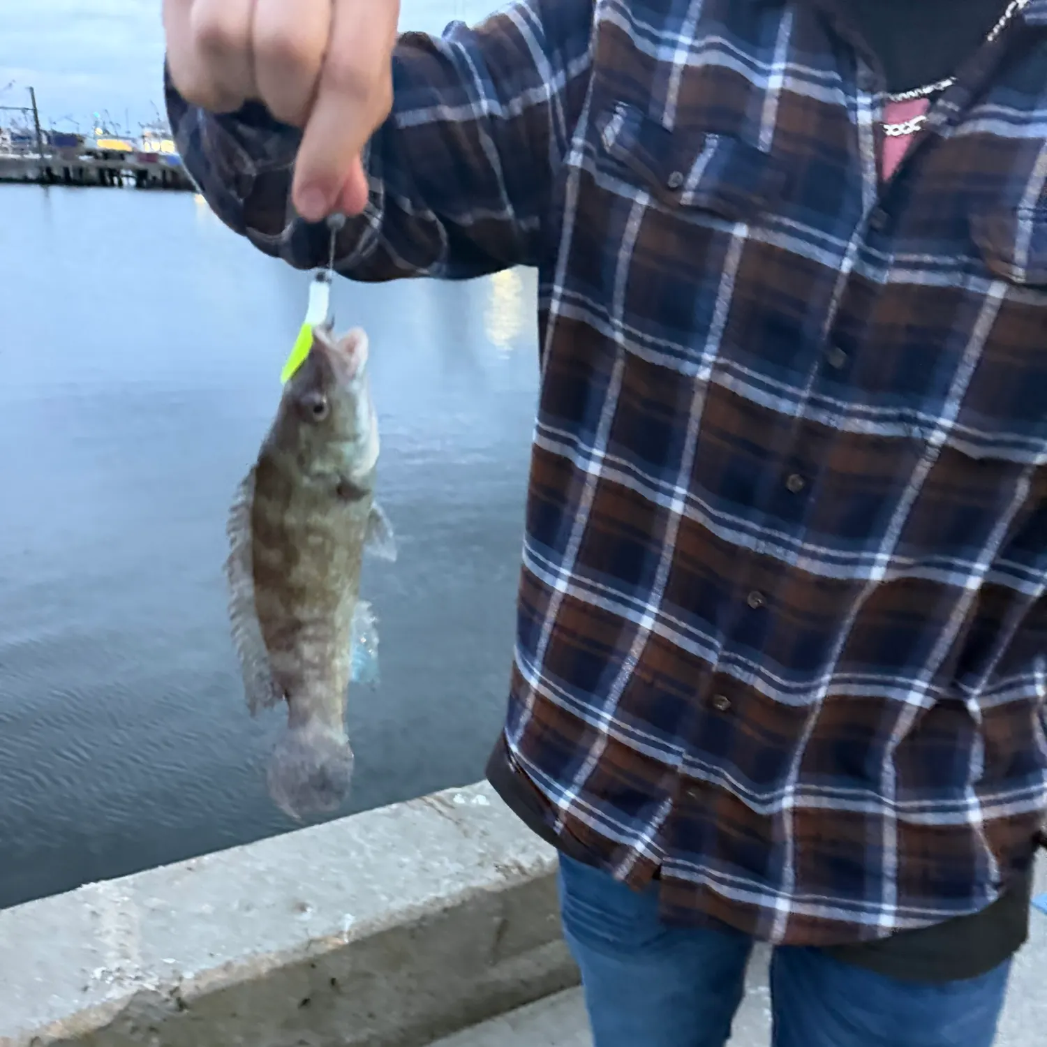 Cunner caught on Fishbrain