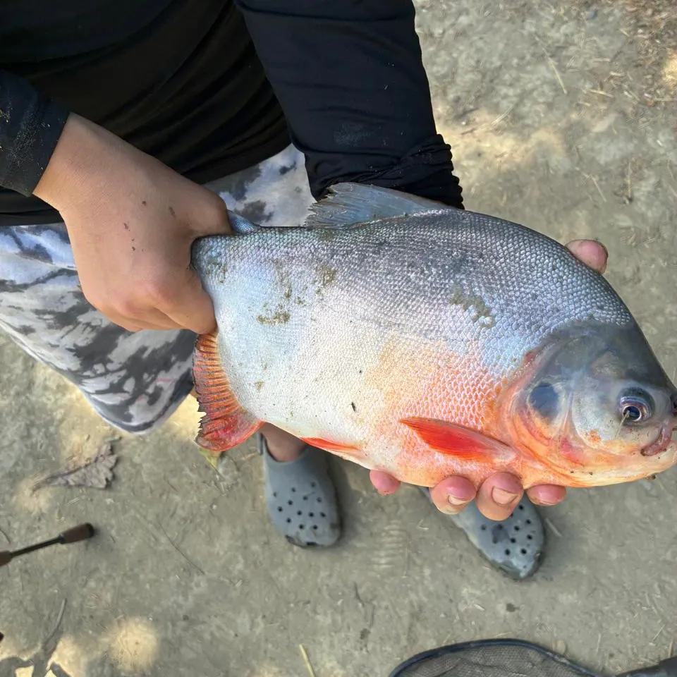 The most recent Red-bellied pacu catches on Fishbrain
