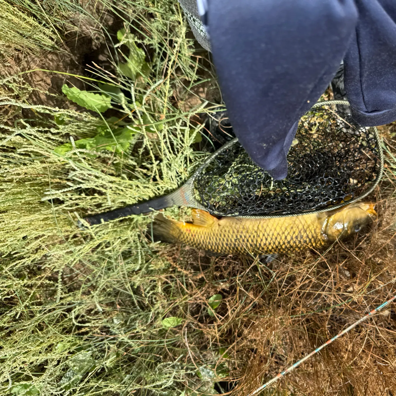 Common carp caught on Fishbrain