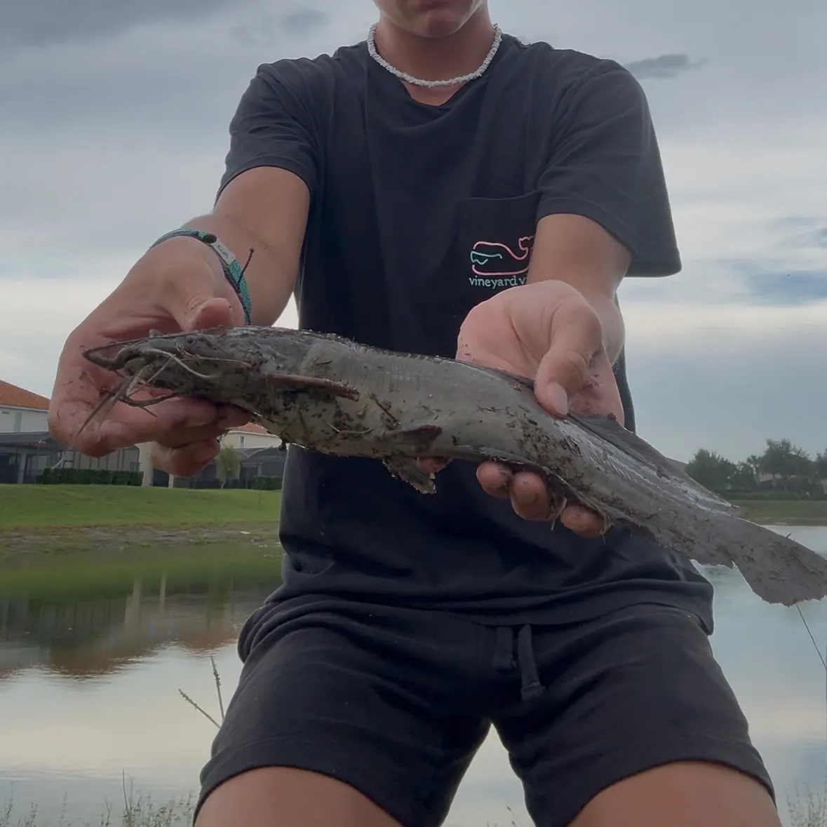 The most recent Walking catfish catches on Fishbrain