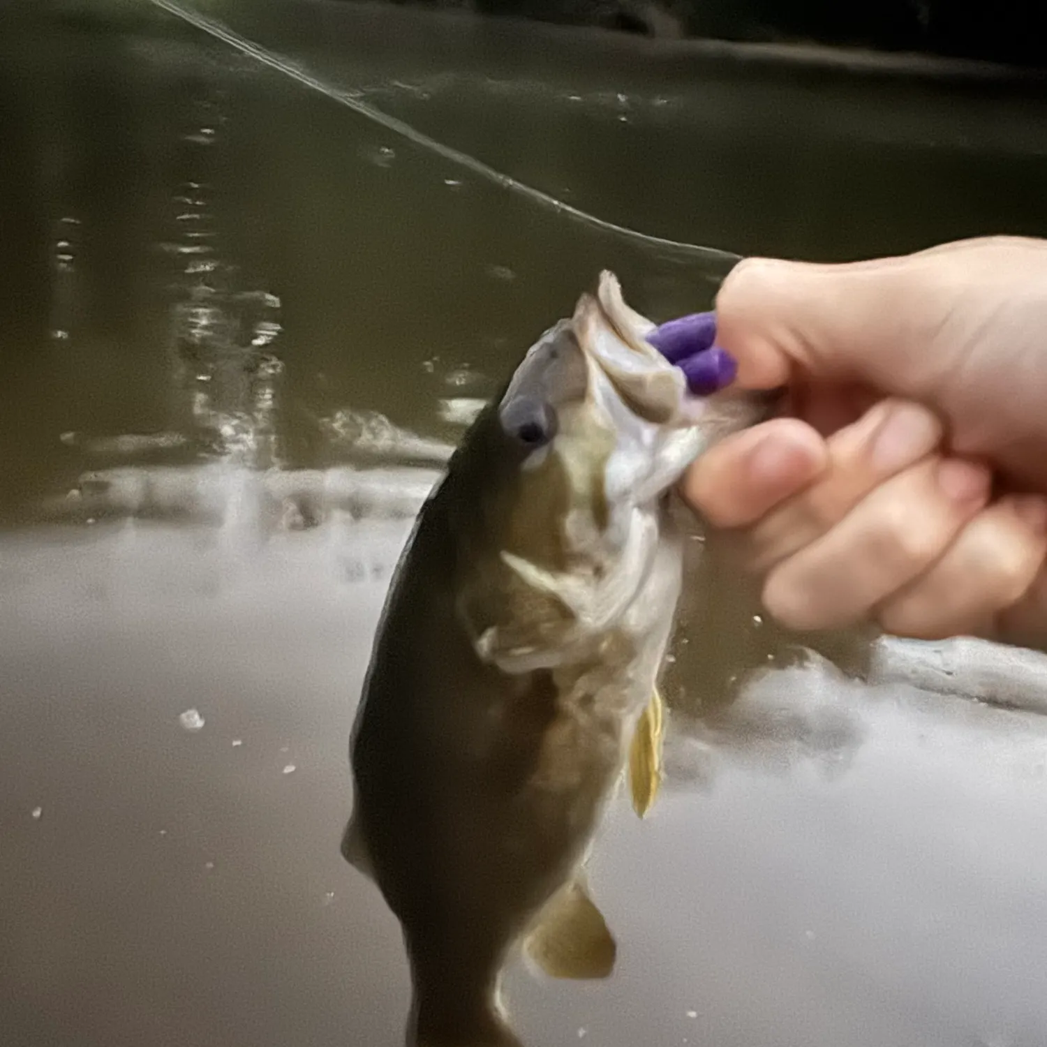 Smallmouth bass caught on Fishbrain