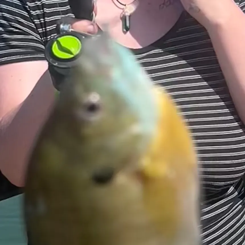 Pumpkinseed caught on Fishbrain