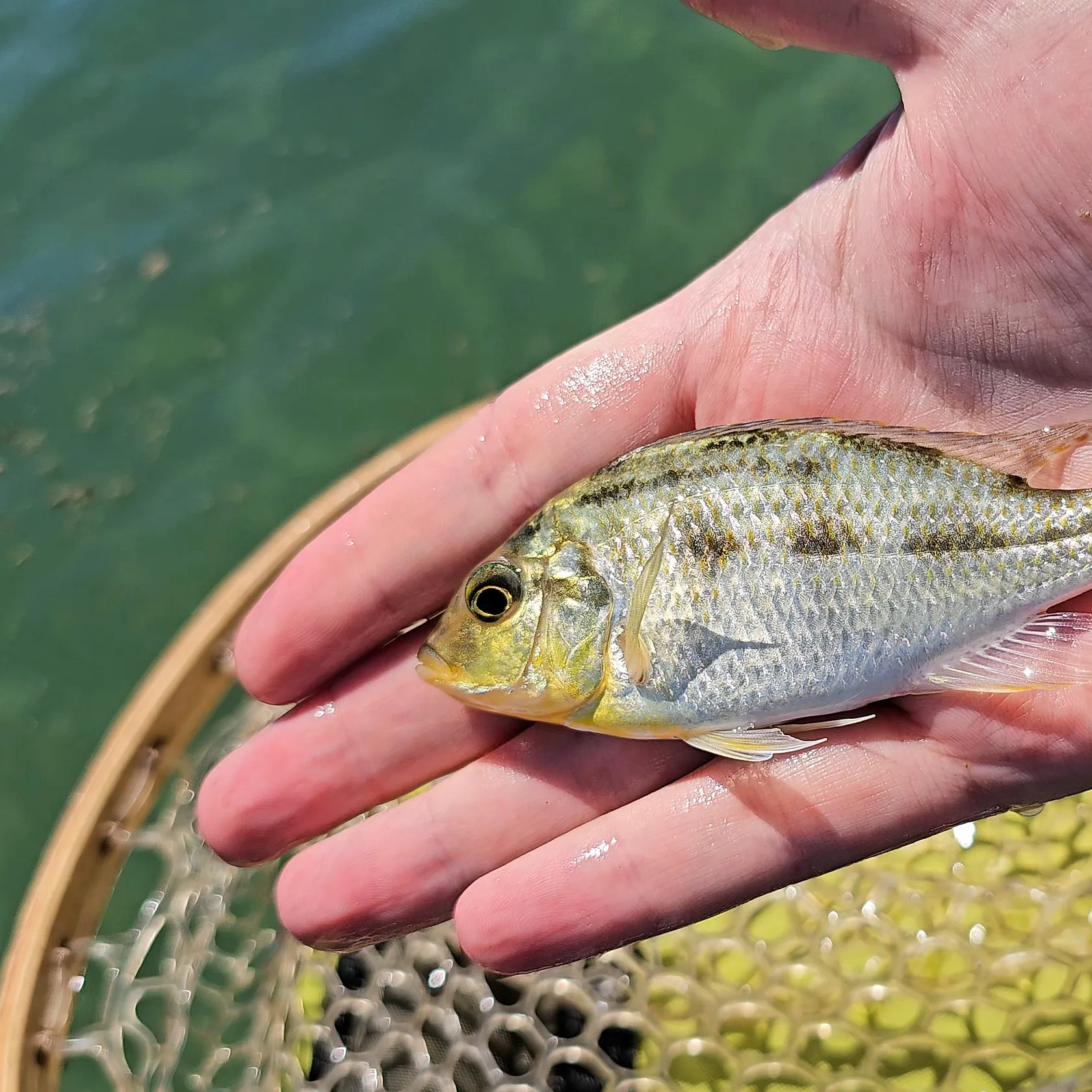 The most recent Giraffe cichlid catches on Fishbrain