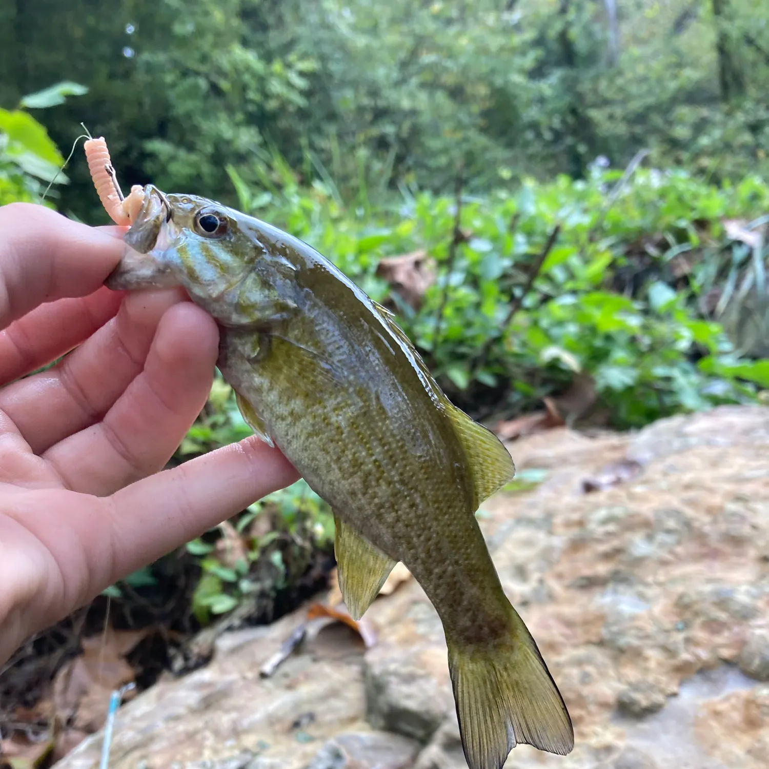 Smallmouth bass caught on Fishbrain