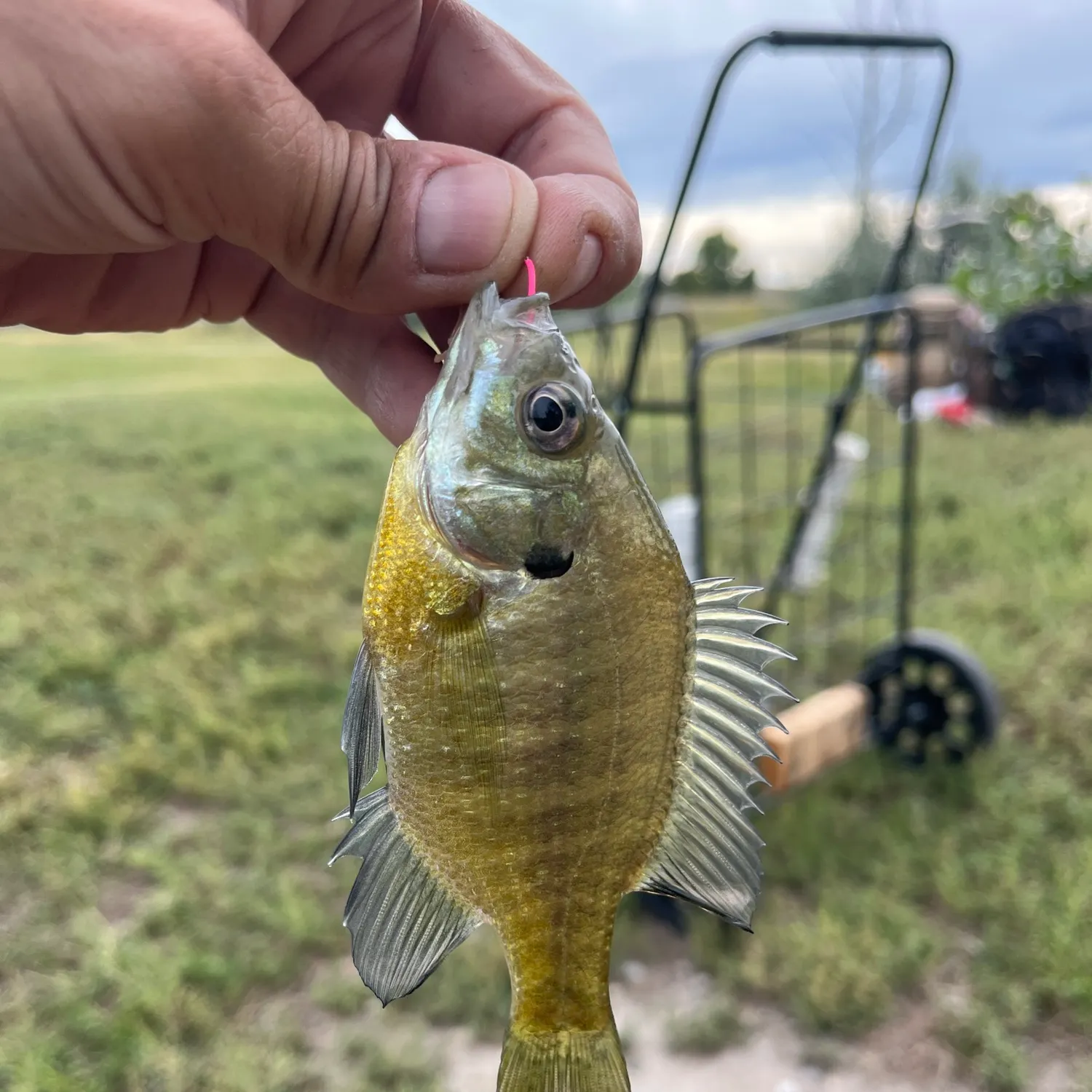 Bluegill caught on Fishbrain