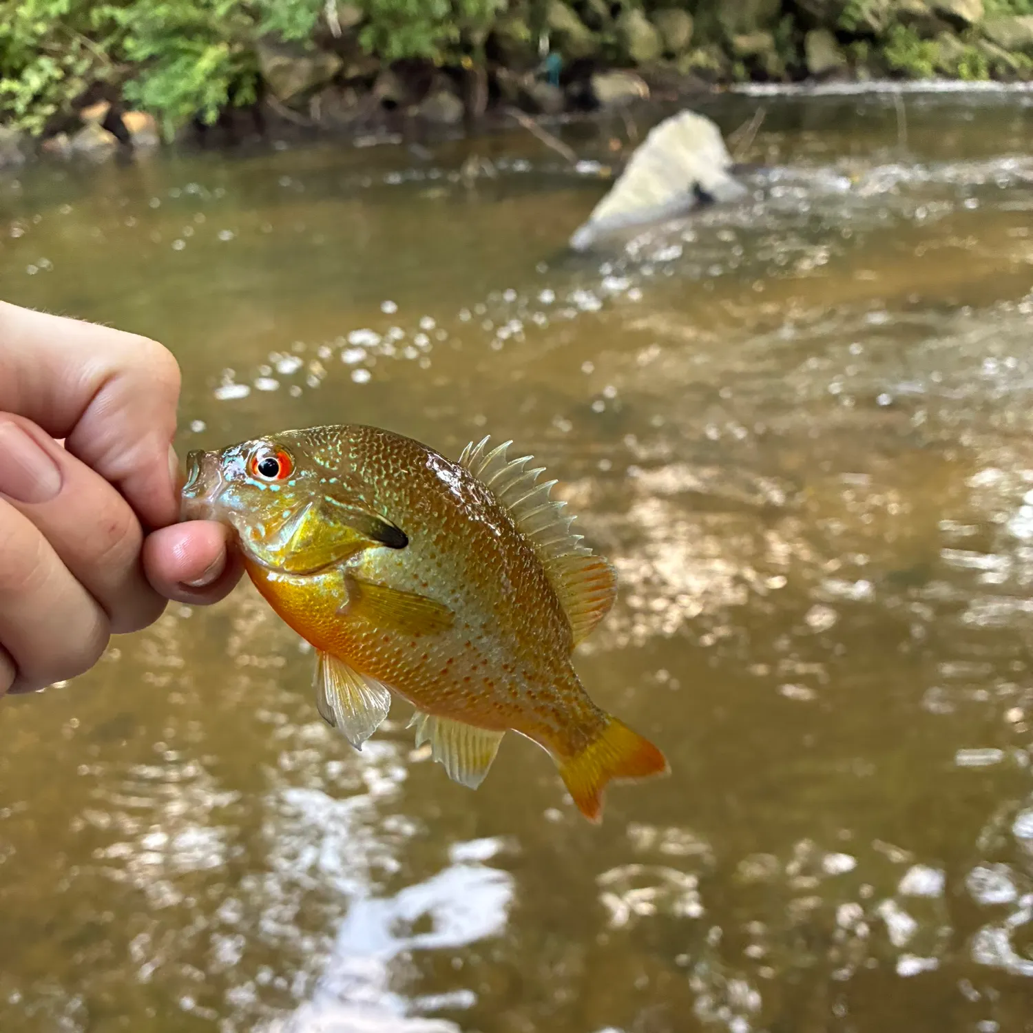 The most recent Redbreast sunfish catches on Fishbrain