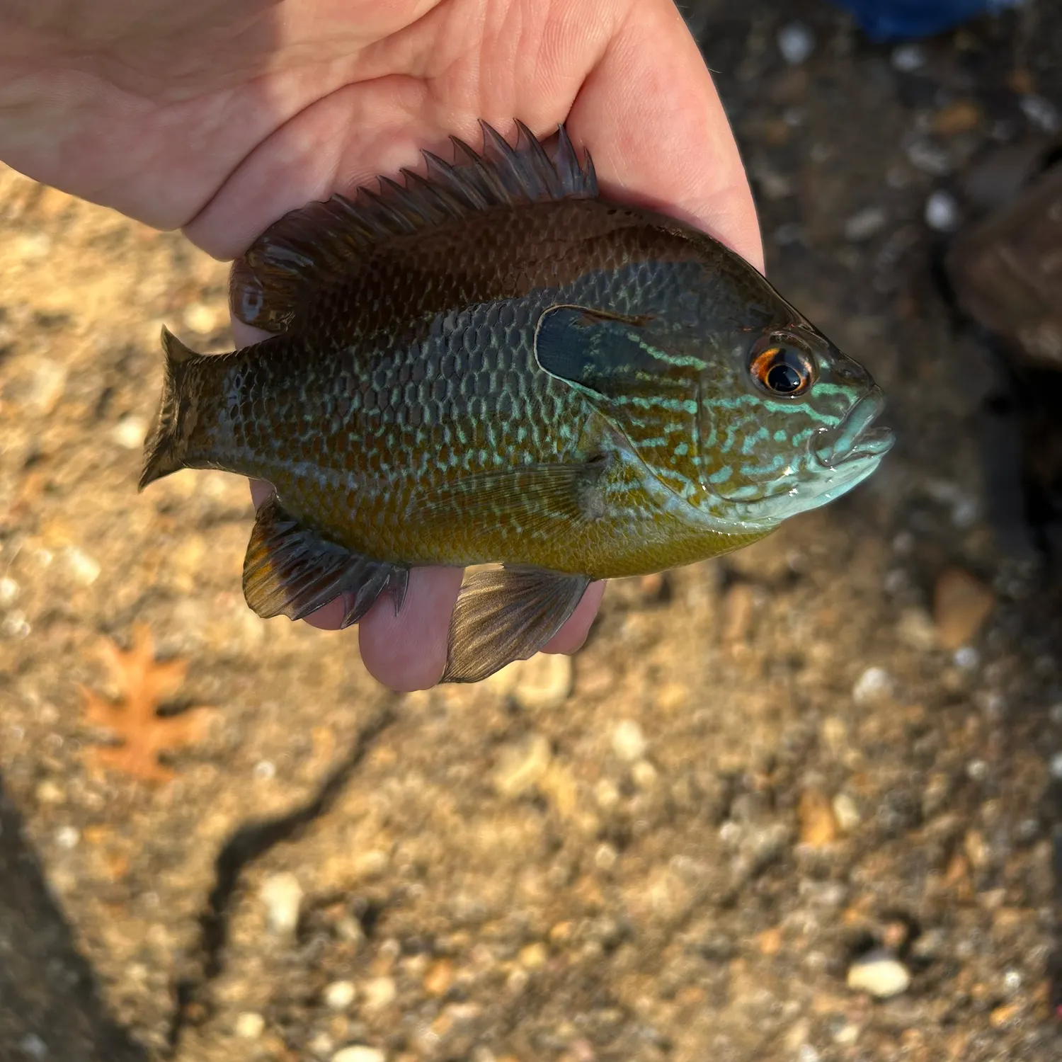 The most recent Longear sunfish catches on Fishbrain