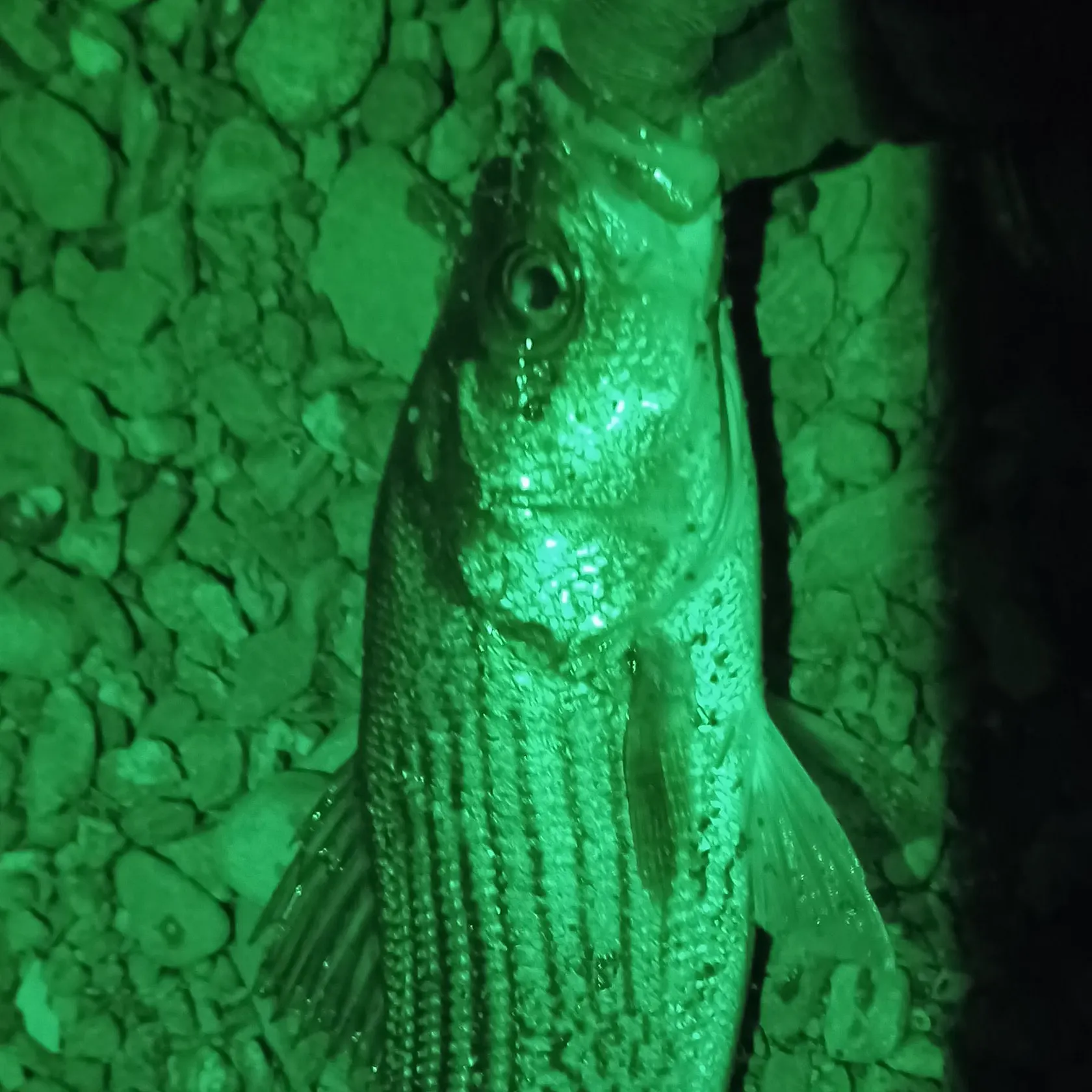 Striped bass caught on Fishbrain
