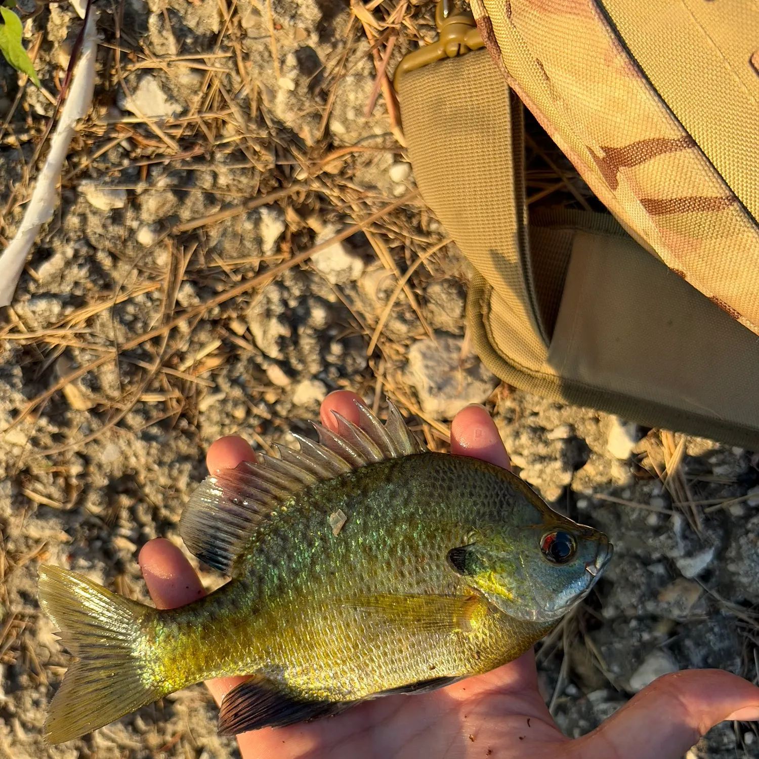 Bluegill caught on Fishbrain
