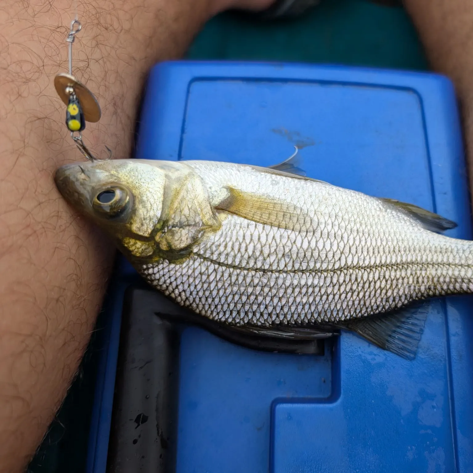 White perch caught on Fishbrain
