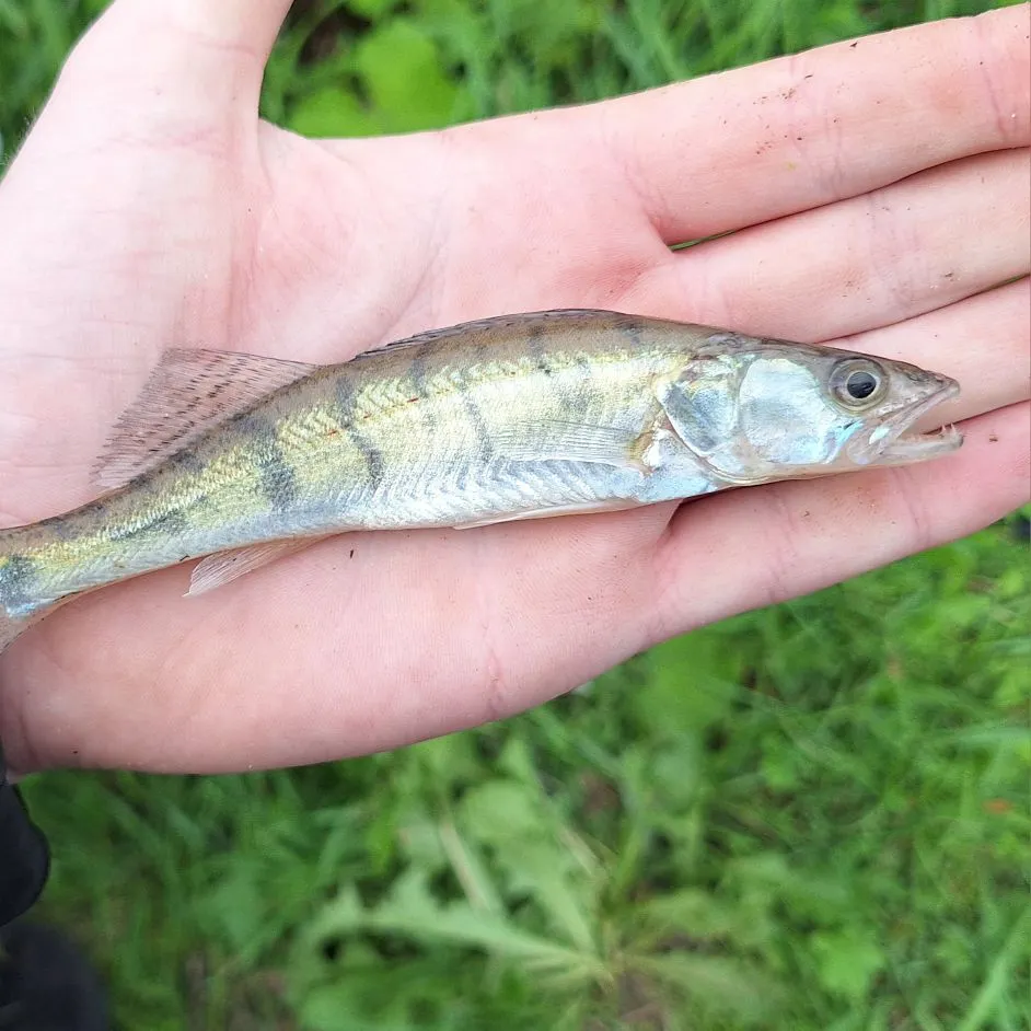 Zander caught on Fishbrain