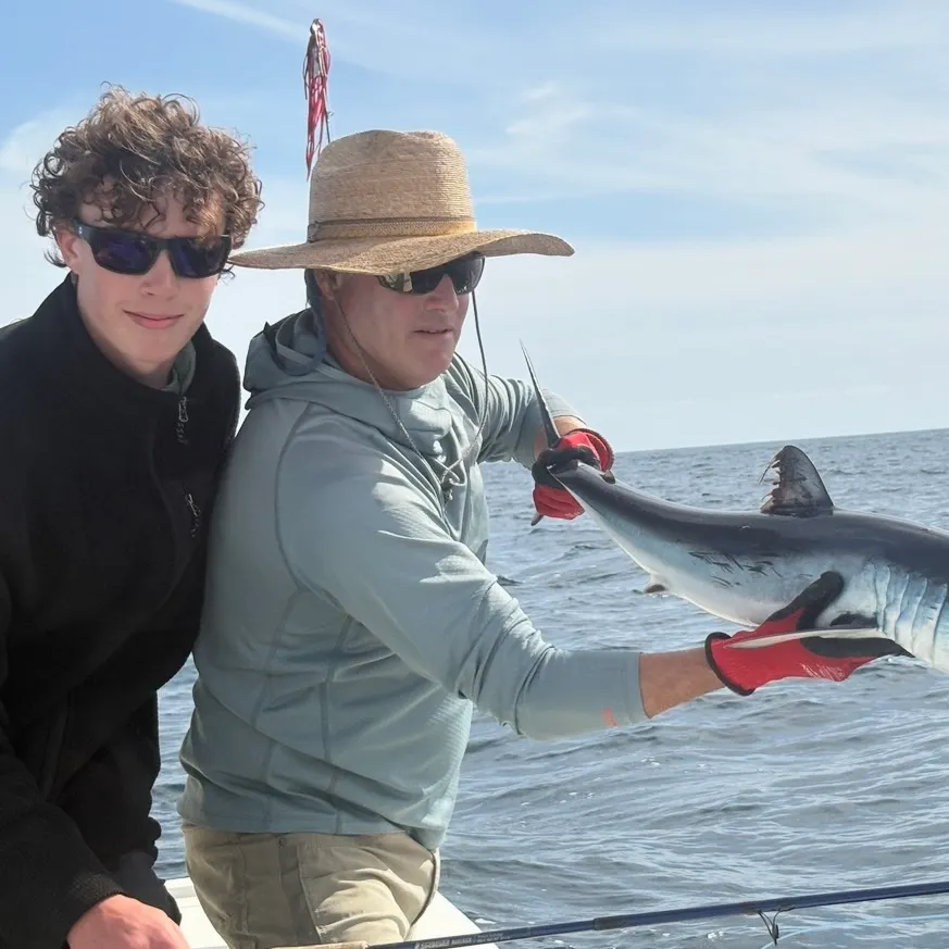 The most recent Shortfin mako shark catches on Fishbrain
