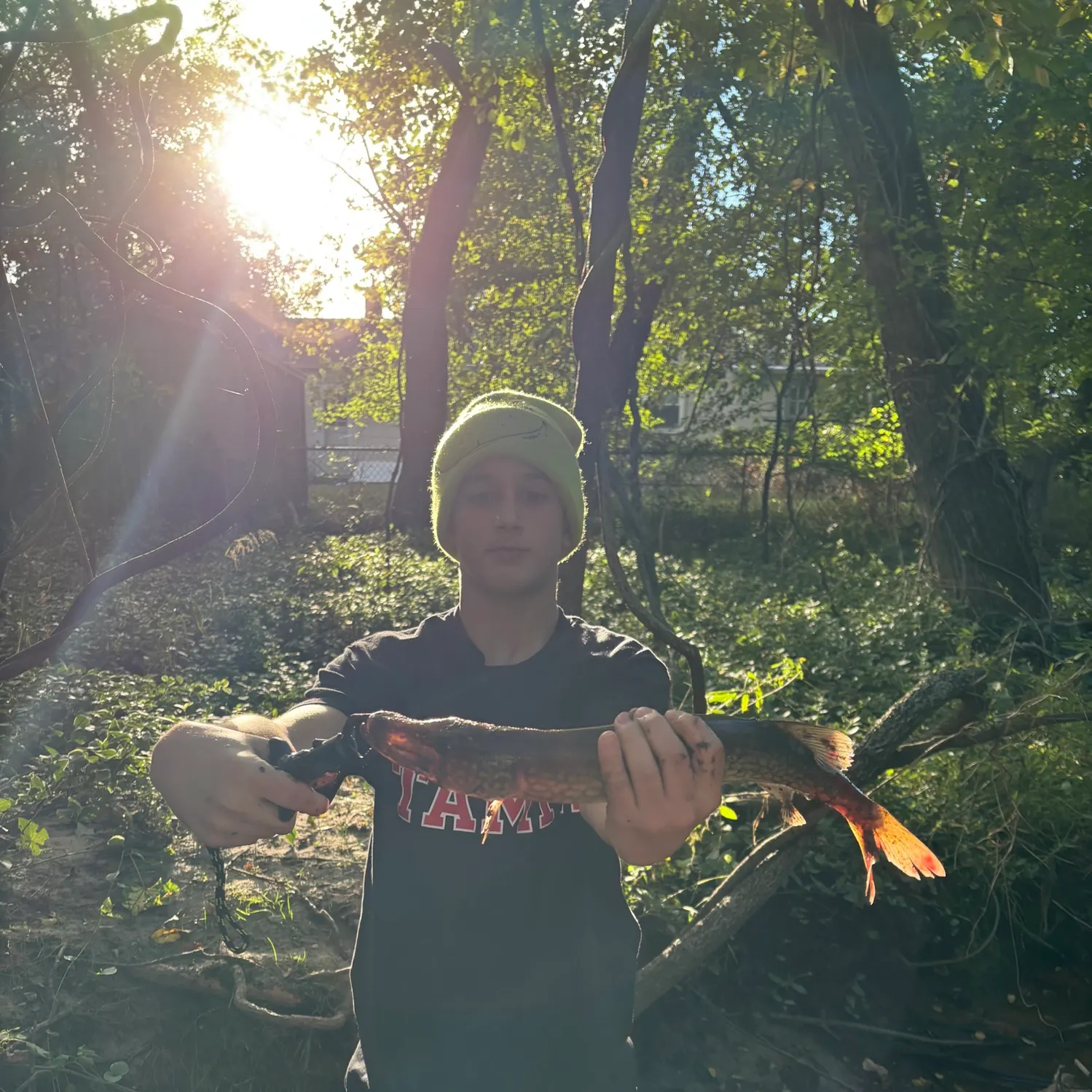 Chain pickerel caught on Fishbrain