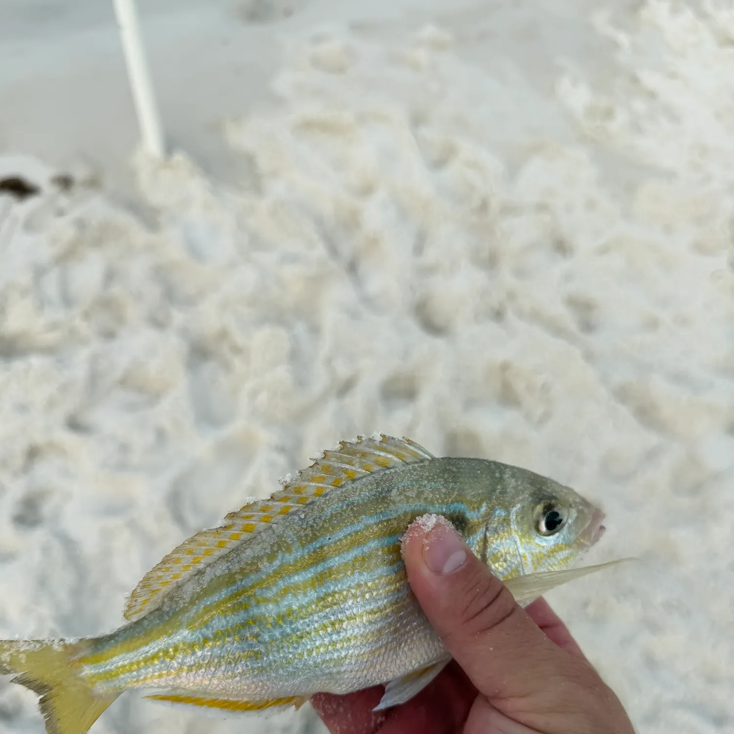 The most recent French grunt catches on Fishbrain