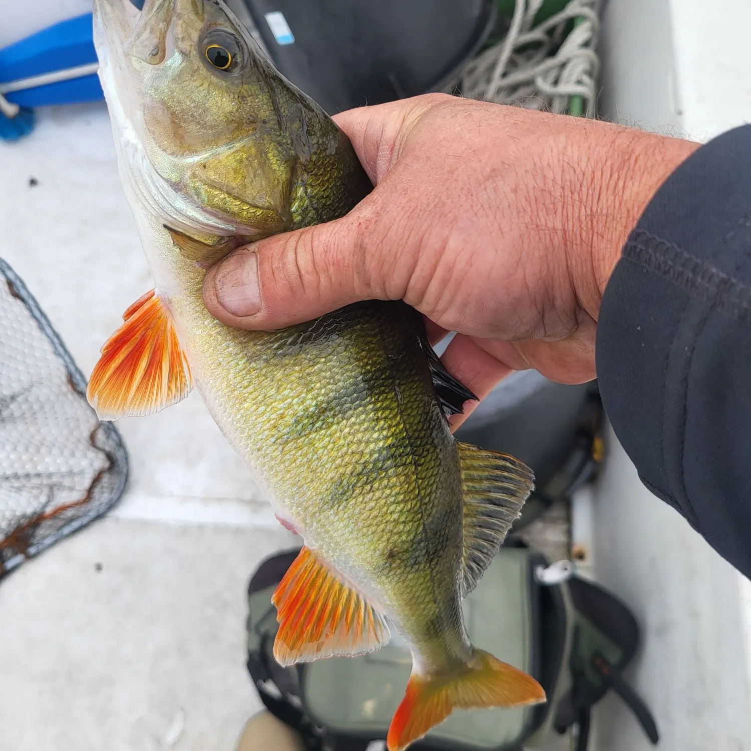 European perch caught on Fishbrain