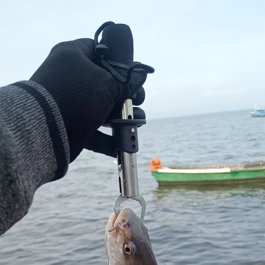 Hardhead sea catfish caught on Fishbrain