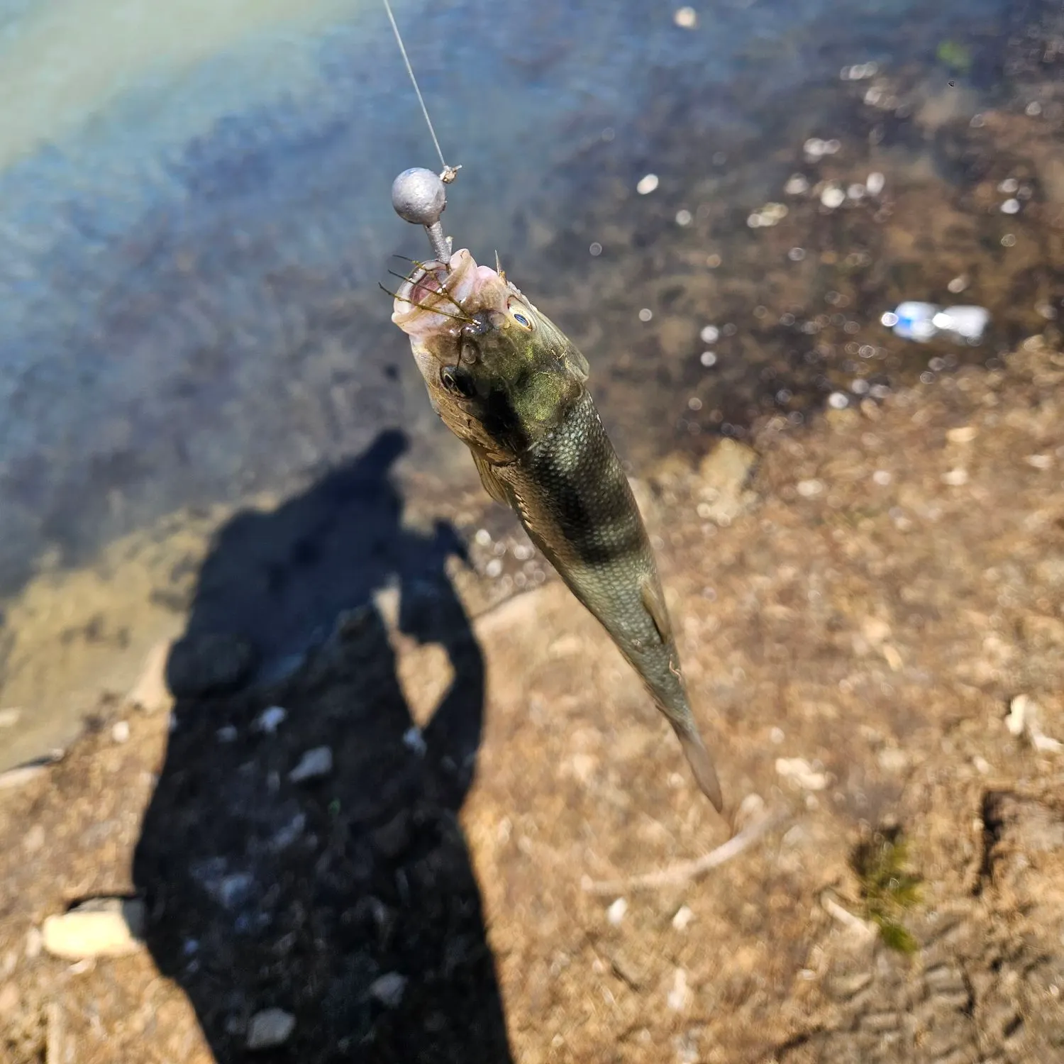 The most recent Tui chub catches on Fishbrain