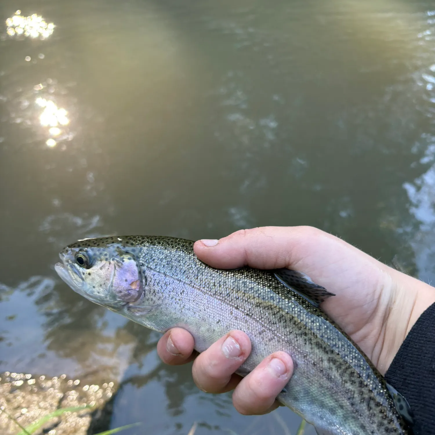 Rainbow trout caught on Fishbrain