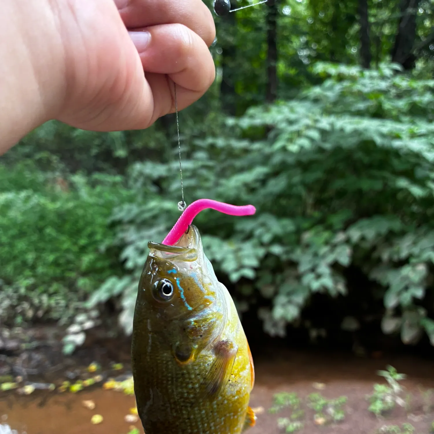 Green sunfish caught on Fishbrain