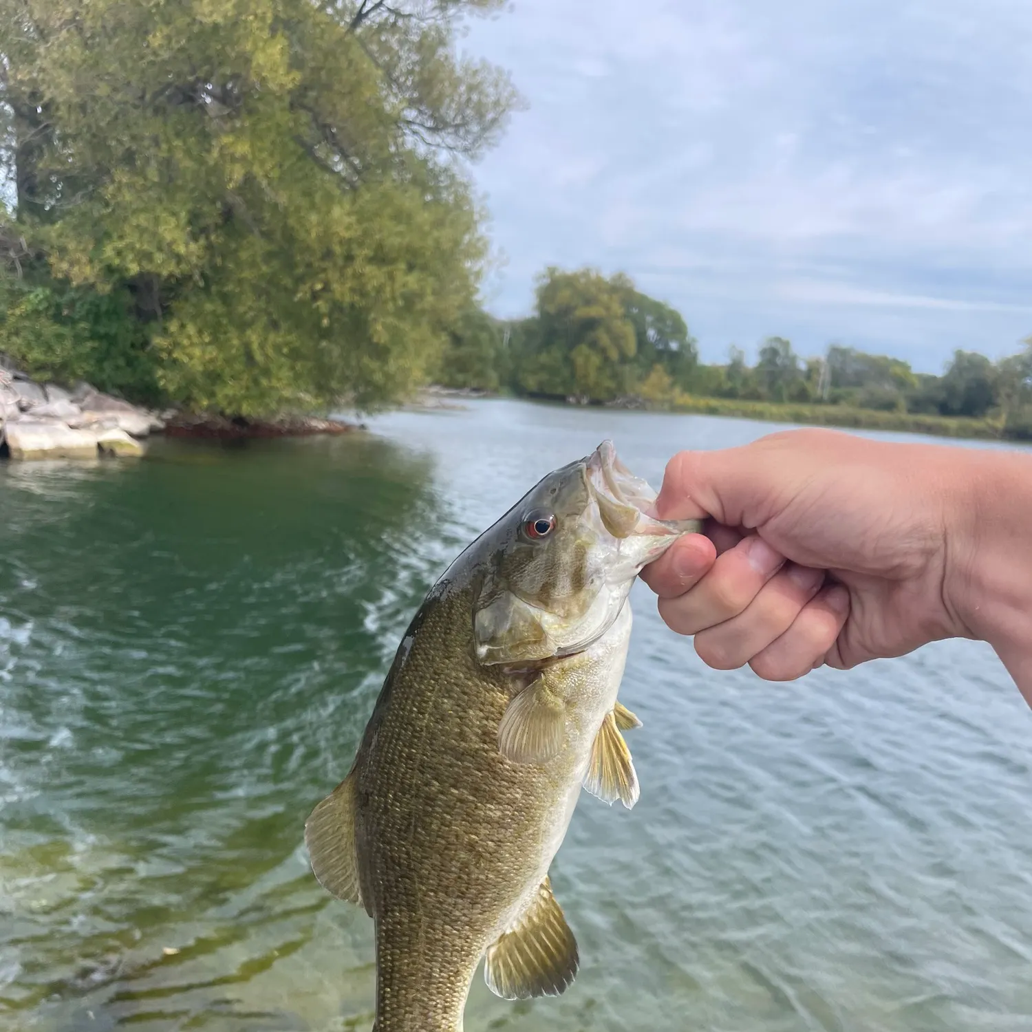 Smallmouth bass caught on Fishbrain