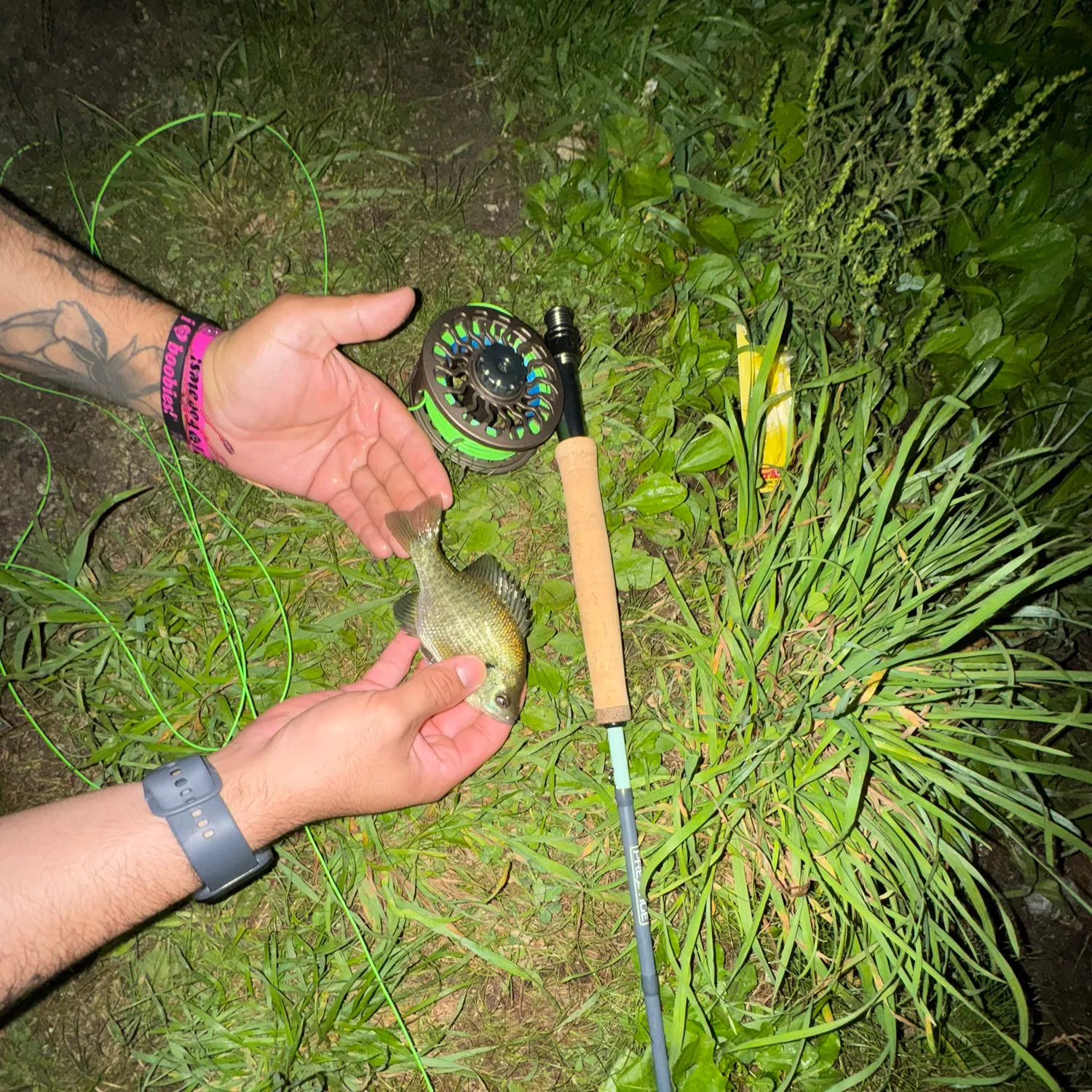 Bluegill caught on Fishbrain