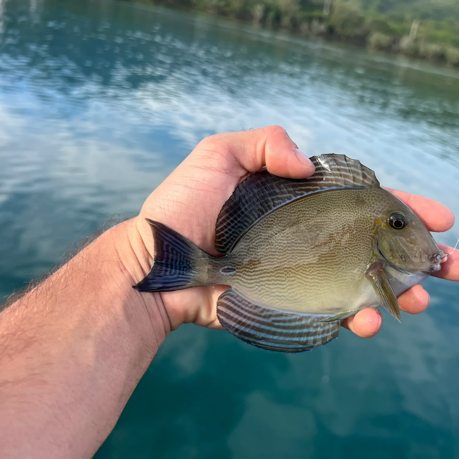 The most popular recent Ringtail surgeonfish catch on Fishbrain