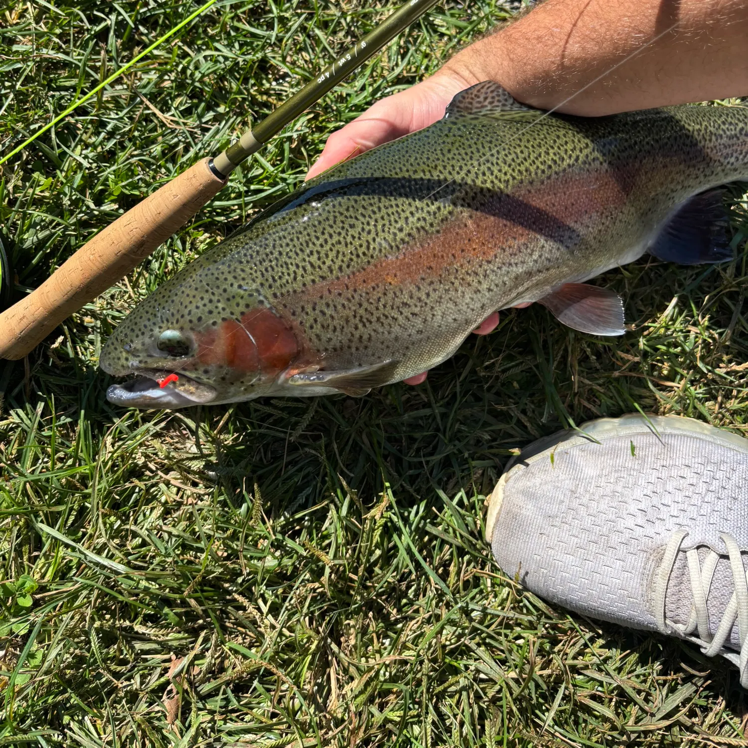 Rainbow trout caught on Fishbrain