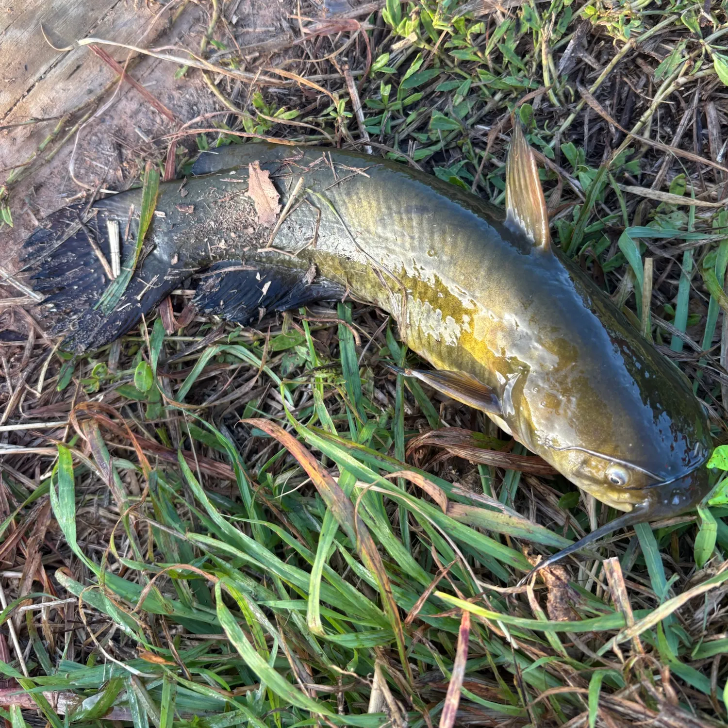 Yellow bullhead caught on Fishbrain